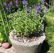 planter purple flowers.jpeg