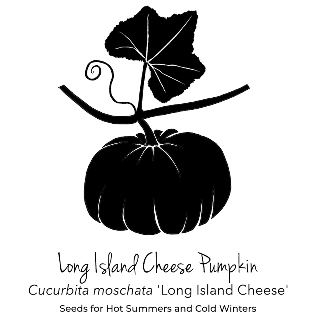 Long Island Cheese Pumpkin Seeds