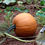 Thumbnail: Sugar Pie Heirloom Pumpkin