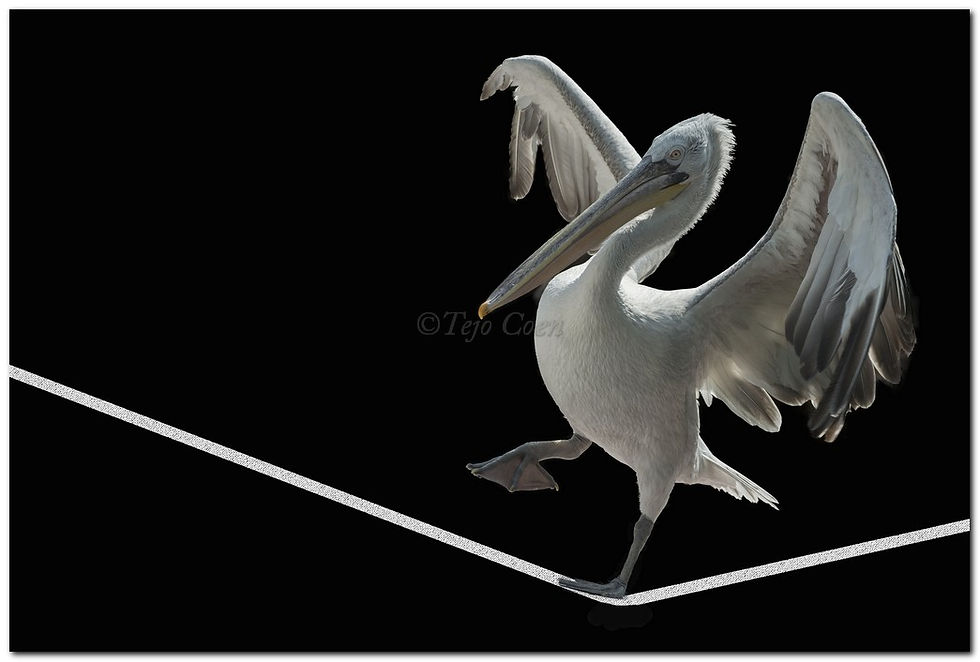 Naamloos-1 kopiëren