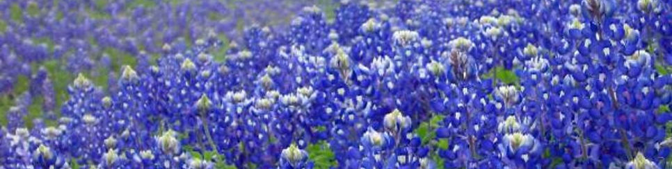 0303-Gardening-BlueBonnet.jpg