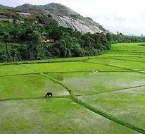 Walk through villages and enjoy the scenic view of paddy fields