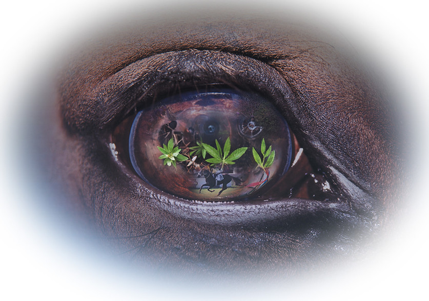 eye kopia_edited_edited.jpg