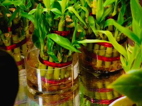 The Connection Between Feng Shui and Personal Energy
