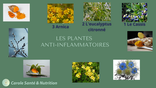 L'arnica montana , la petite fleur anti-inflammatoire