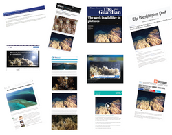 Coral spawn 2019 media exposure