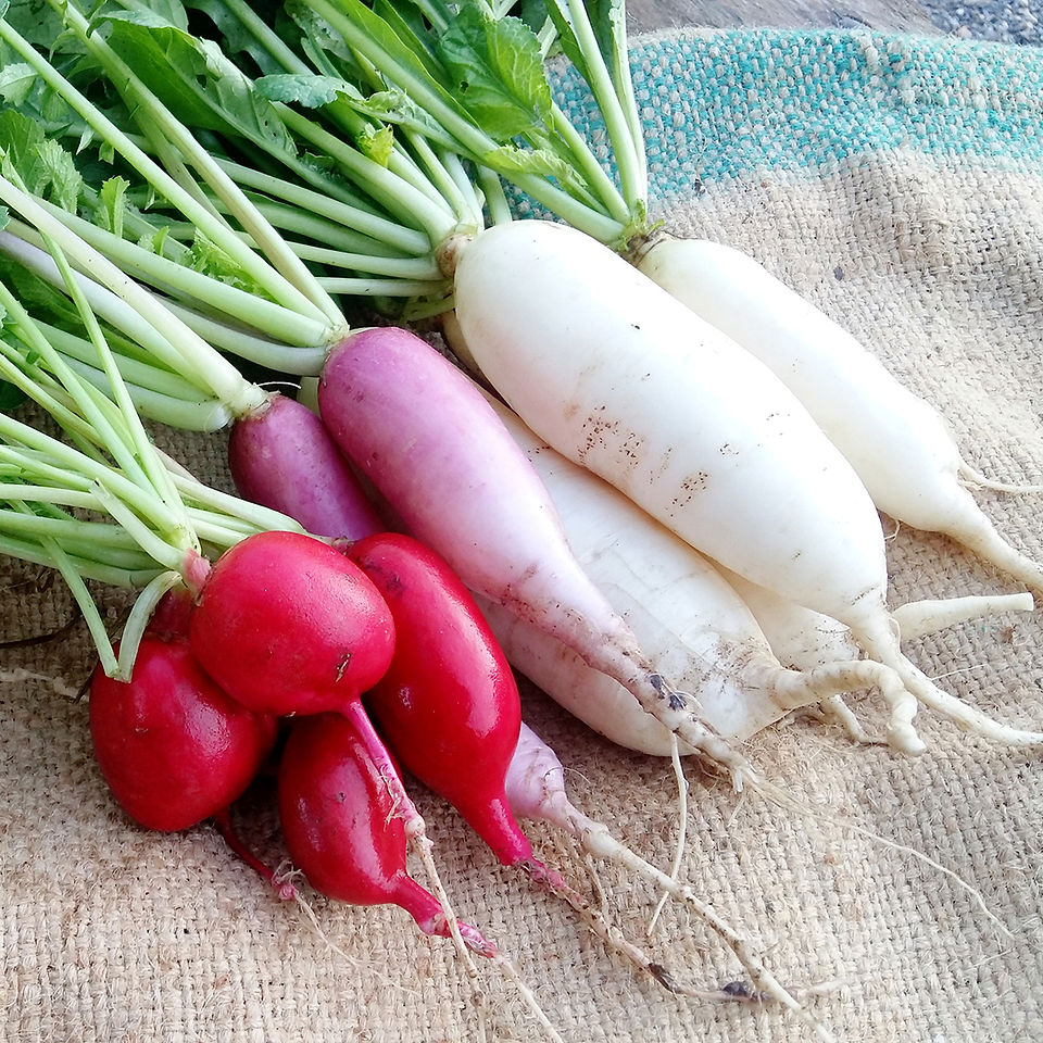 Radishes
