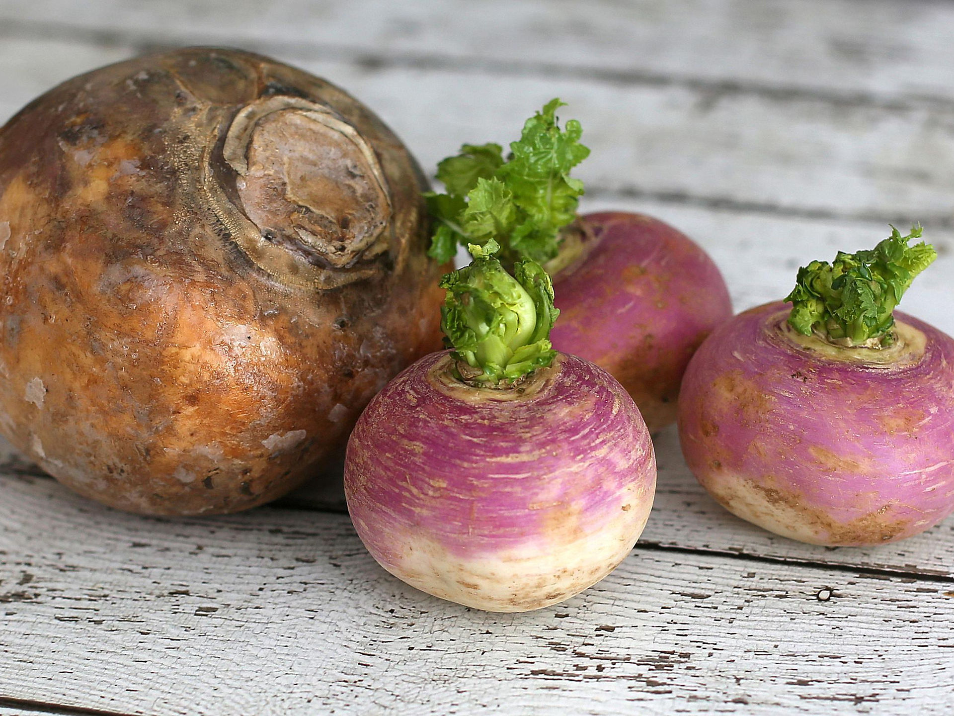 Rutabaga