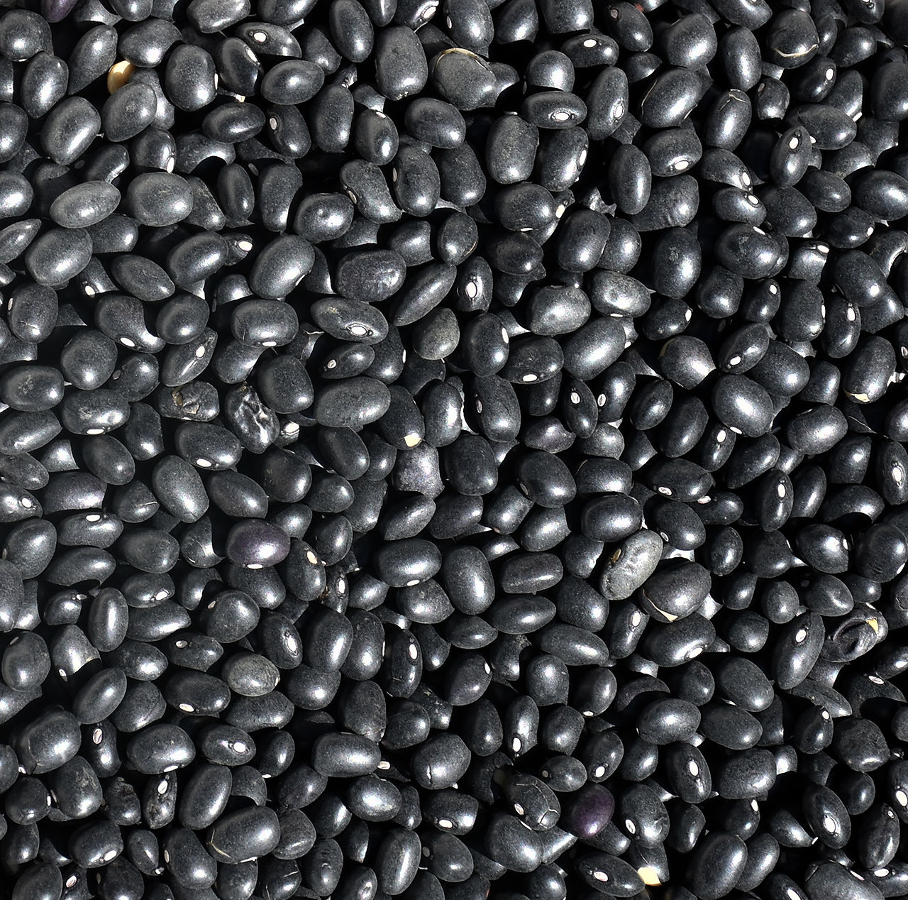 Black Beans