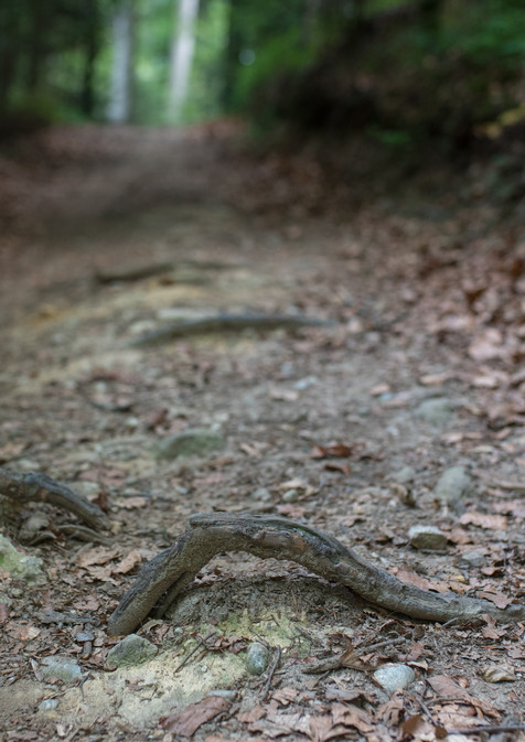 20190706-DSC_7455.jpg