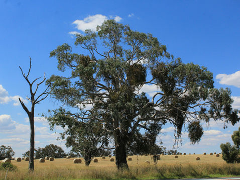 Tall trees in a sunny field with scattered hay bales under a vibrant blue sky with few clouds. Peaceful rural landscape.
