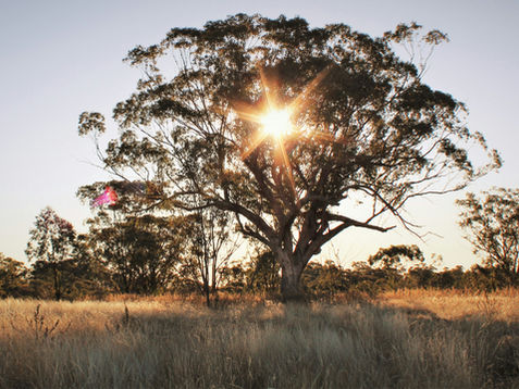 Sunlight filters through a large tree on a grassy field, casting a warm glow. The sky is clear, enhancing the serene, natural setting.