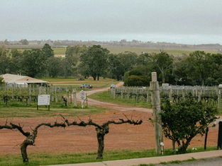 Vineyard with bare vines, dirt path, cars, and trees in the background. A sign shows a 15 speed limit. Overcast sky creates a calm mood.