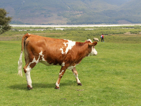 Brown and white cow walking on green grass with mountains in the background. A person and sheep are visible in the distance.