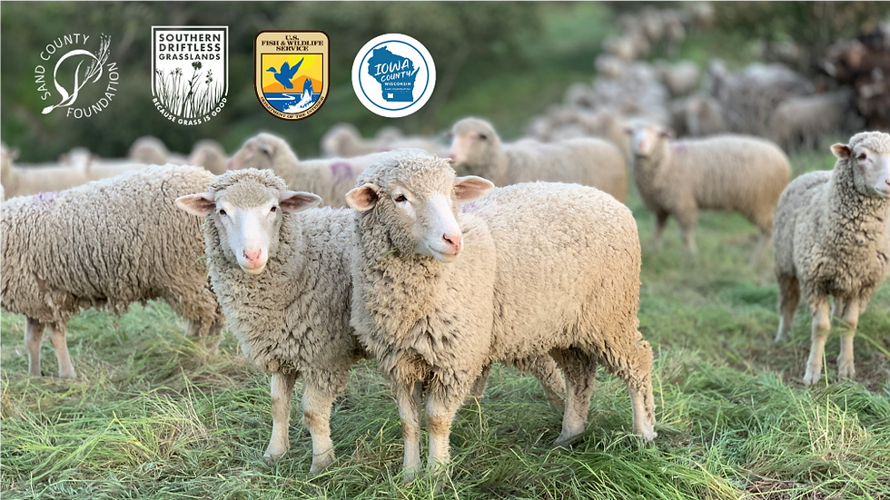 Managed Grazing: A Solution for Starting a Commercial Sheep Farm from Scratch