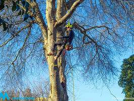 Câmara Municipal de Matosinhos efetua pode árvores