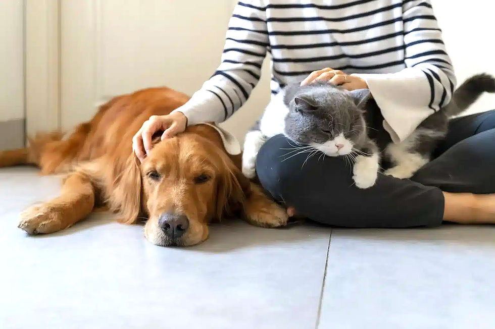 Matosinhos reforça aposta na proteção e bem-estar animal com apoio anual à Associação MIDAS