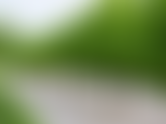 Metrobus em Matosinhos prevê a plantação de 1500 árvores e arbustos