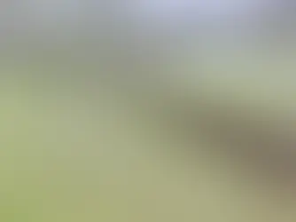 Árvore de grande porte cai no recreio de escola em Matosinhos