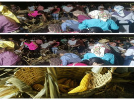 Desfolhada Tradicional do Rancho Regional de Guifões