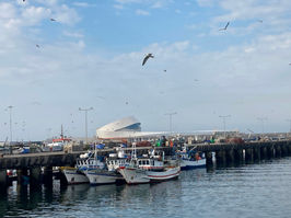 Pinhais starts prime production period with the start of the sardine fishing season