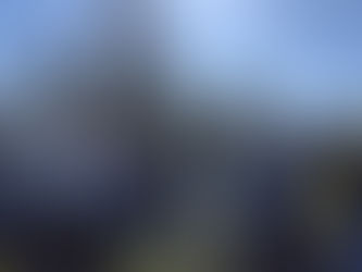 Alunos de Matosinhos plantam árvores