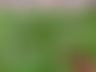 Festa em honra aos pescadores arranca esta semana