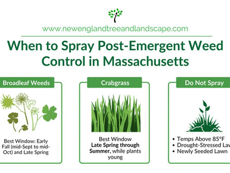 What time of year to spray post-emergent? Fairhaven, MA