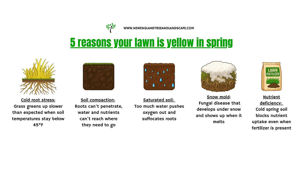 Image showing "5 reasons your lawn is yellow in spring": cold root stress, soil compaction, saturated soil, snow mold, nutrient deficiency.