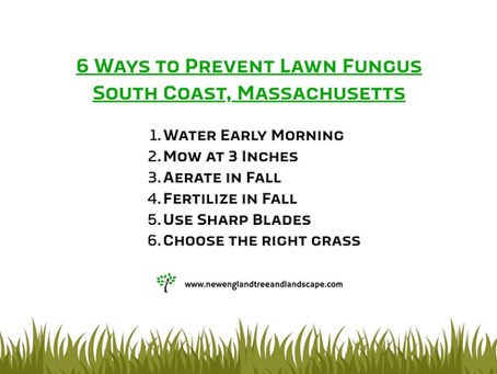 How to get rid of lawn fungus for good in Fairhaven, MA