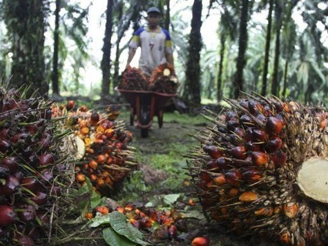 Prabowo Mau Gencarkan Biodiesel Sampai B60, Minyak Sawitnya Cukup?
