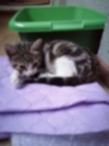 kedi sahiplendirme ilanları