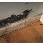 Mold Damaga 1.JPG