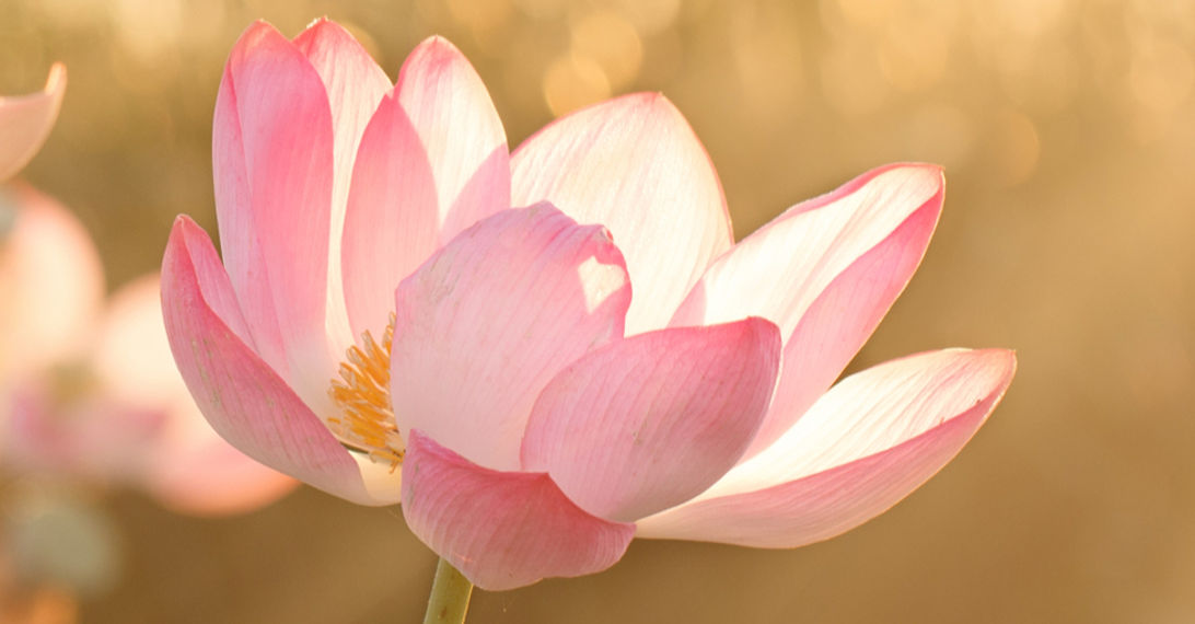 Lotus photo_edited_edited.jpg