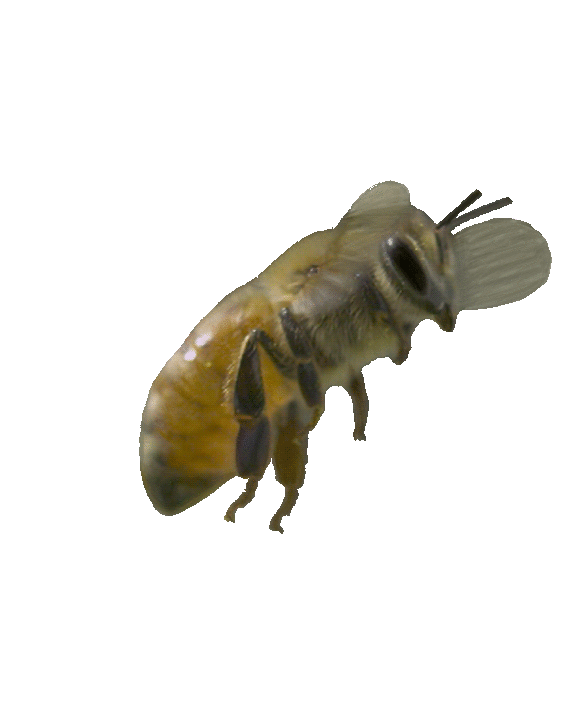 GIF BEE Website.gif