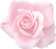 rose-1017642_1920.png