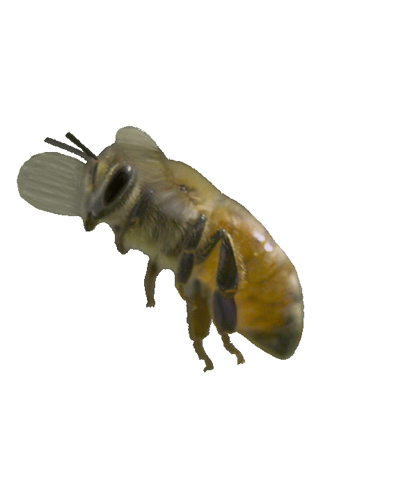 Bee Gif Face Left.gif