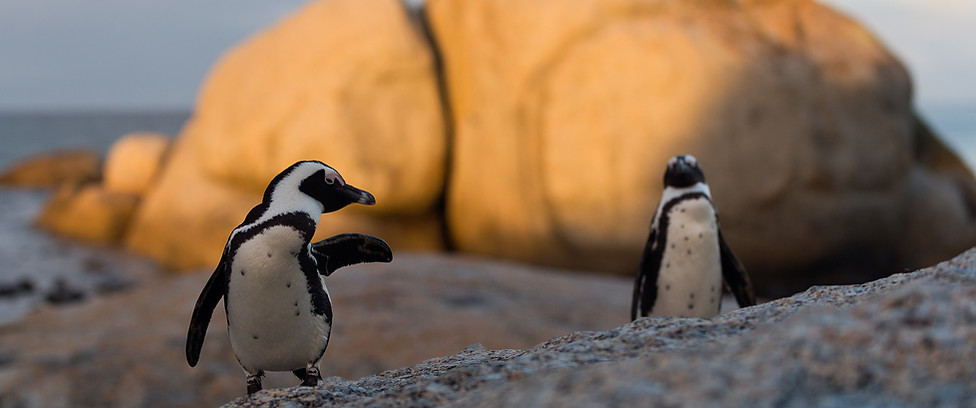 African Penguins