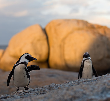 African Penguins