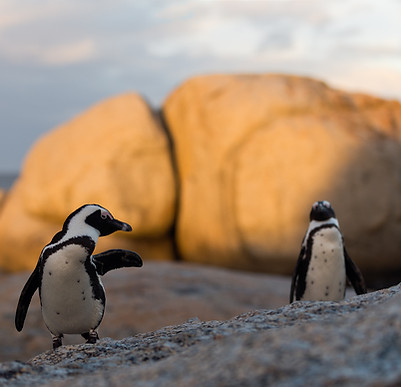 African Penguins