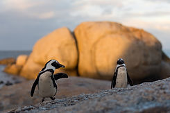 African Penguins