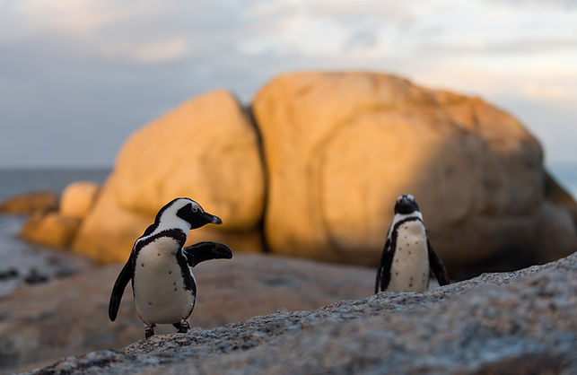 African Penguins