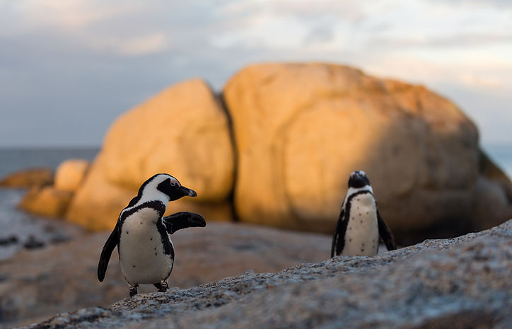 African Penguins