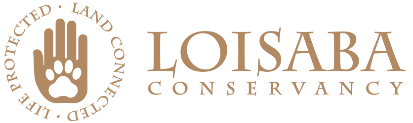 Loisaba logo Gold.png