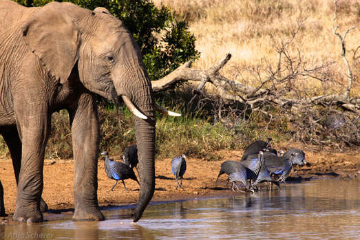 Elephant and Guinea Fowl (1) (1)_edited.jpg