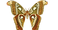 butterfly-1525811_1920.png