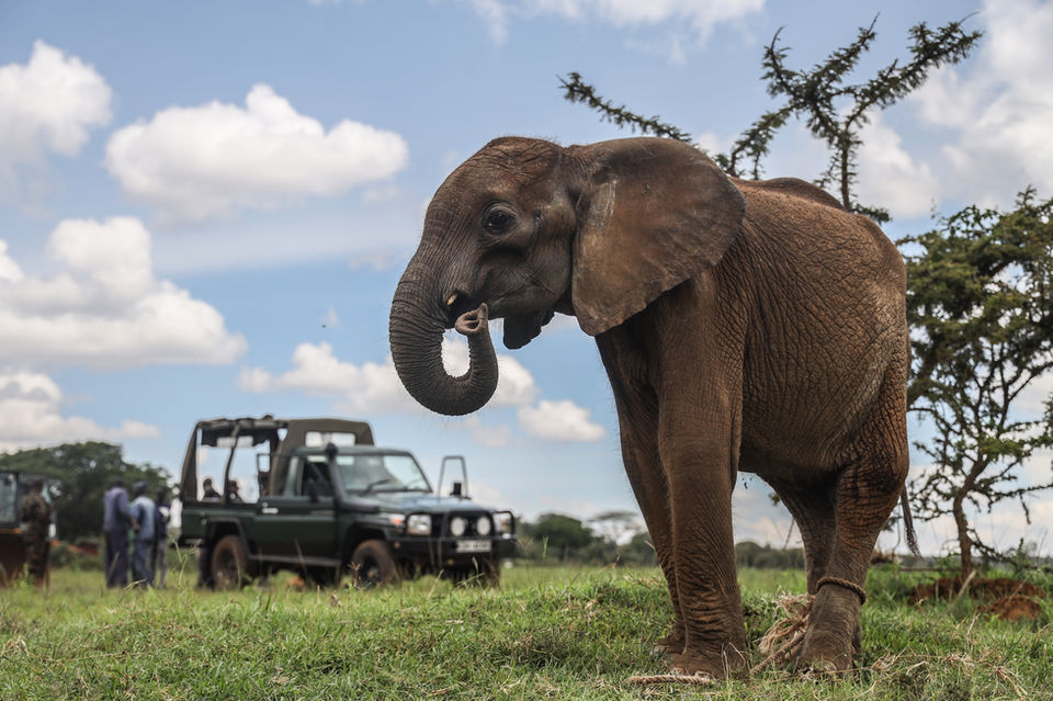 Elephant at mukutan conservancy