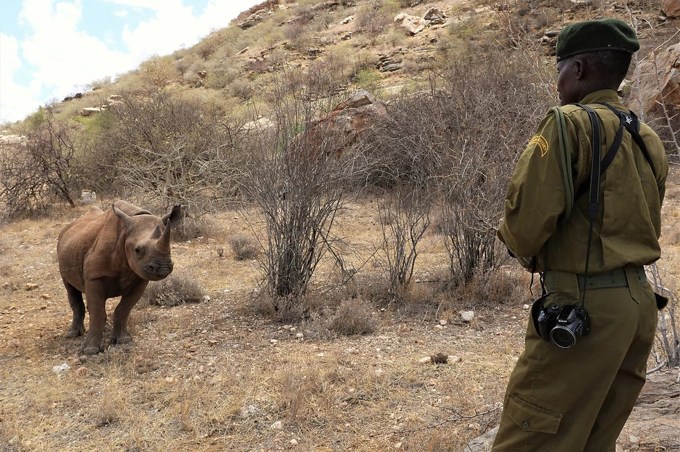 rhino ranger.jpg
