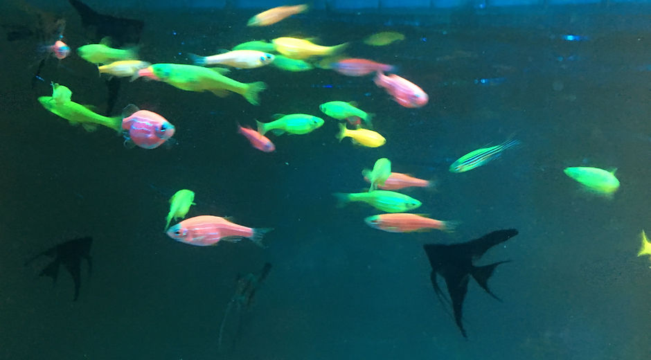 Fluorescent Danios (Danio rerio)