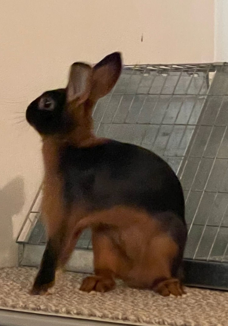 Schoenegge's Pretty Girl - Black Doe